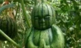 青田网红吃瓜事件真相,真相背后的网络风波